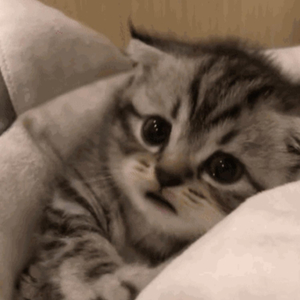 A级毛片免费看69影院
